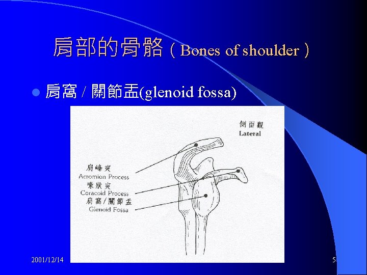 肩部的骨骼（Bones of shoulder） l 肩窩 2001/12/14 / 關節盂(glenoid fossa) 5 