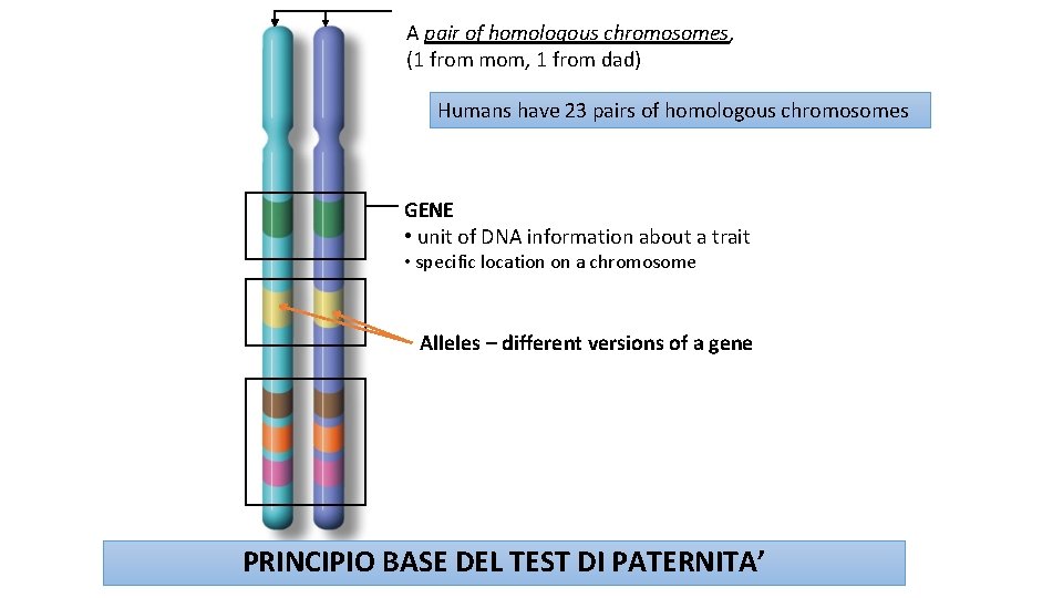 A pair of homologous chromosomes, (1 from mom, 1 from dad) Humans have 23