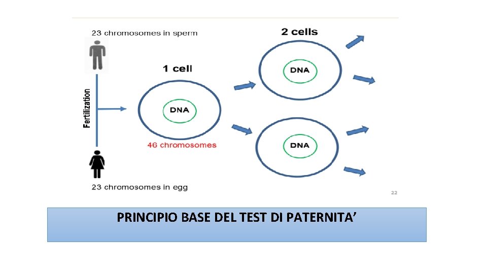 PRINCIPIO BASE DEL TEST DI PATERNITA’ 
