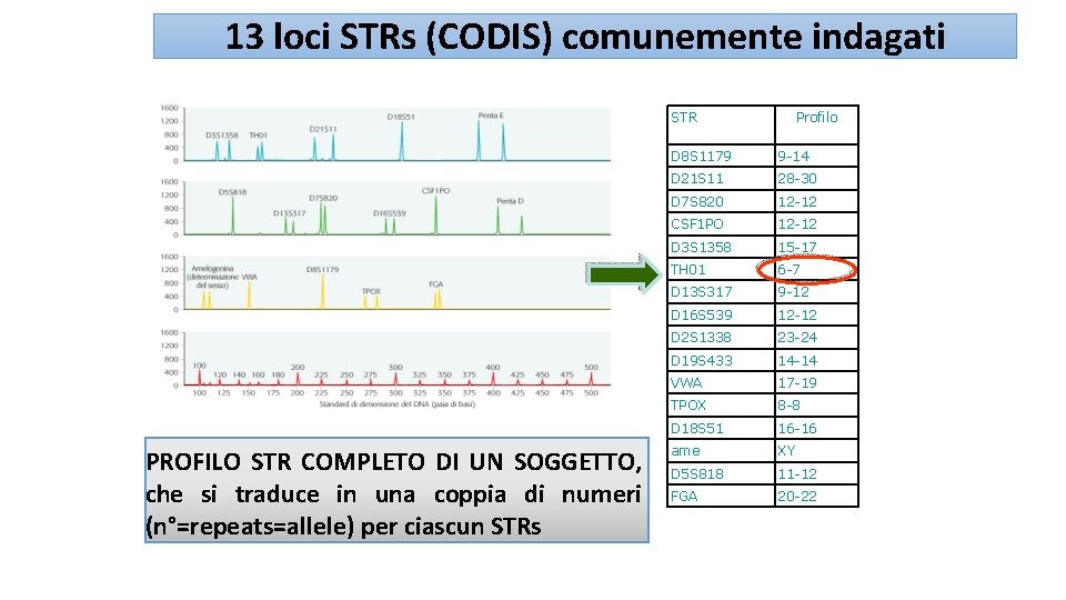 13 loci STRs (CODIS) comunemente indagati STR PROFILO STR COMPLETO DI UN SOGGETTO, che