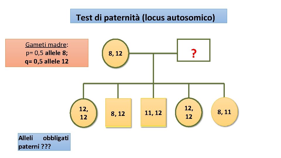 Test di paternità (locus autosomico) Gameti madre: p= 0, 5 allele 8; q= 0,