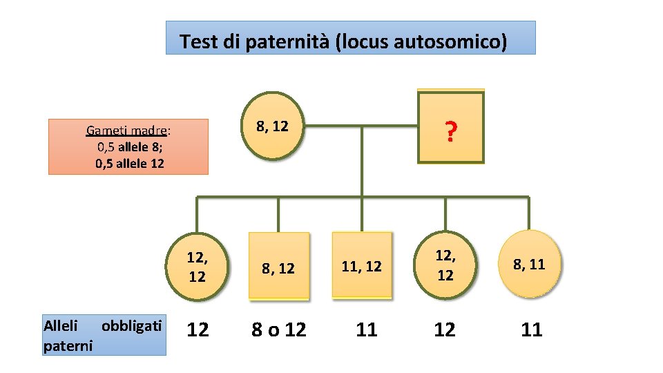 Test di paternità (locus autosomico) Alleli obbligati paterni ? 8, 12 Gameti madre: 0,