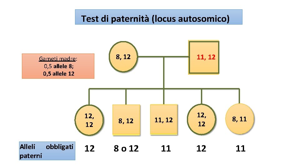 Test di paternità (locus autosomico) 8, 12 Gameti madre: 0, 5 allele 8; 0,