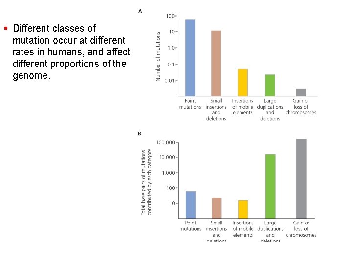 § Different classes of mutation occur at different rates in humans, and affect different