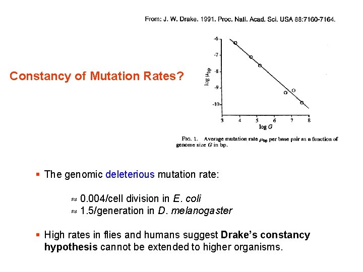 Constancy of Mutation Rates? § The genomic deleterious mutation rate: 0. 004/cell division in