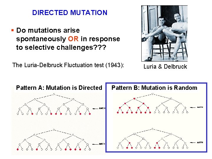 DIRECTED MUTATION § Do mutations arise spontaneously OR in response to selective challenges? ?