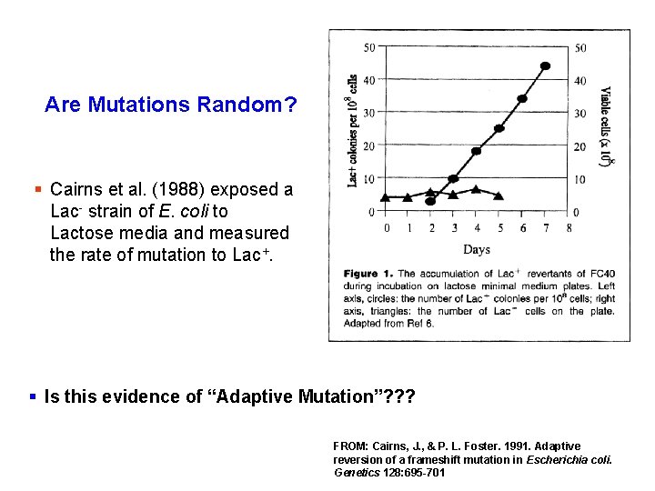 Are Mutations Random? § Cairns et al. (1988) exposed a Lac- strain of E.