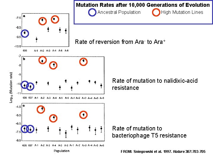 Mutation Rates after 10, 000 Generations of Evolution Ancestral Population High Mutation Lines Rate