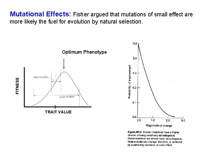 Mutational Effects: Fisher argued that mutations of small effect are more likely the fuel