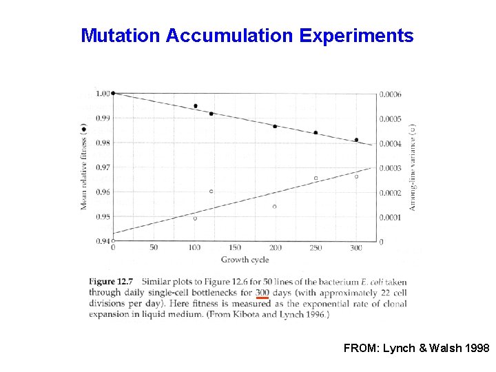 Mutation Accumulation Experiments FROM: Lynch & Walsh 1998 