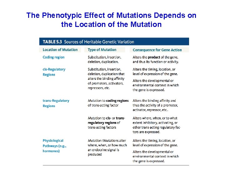 The Phenotypic Effect of Mutations Depends on the Location of the Mutation 