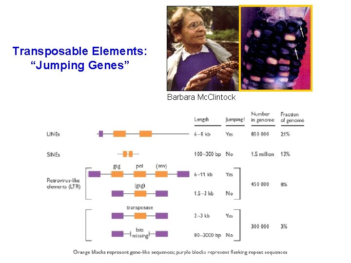 Transposable Elements: “Jumping Genes” Barbara Mc. Clintock 