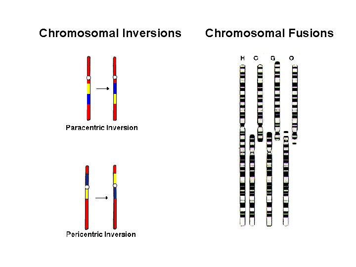 Chromosomal Inversions Chromosomal Fusions 