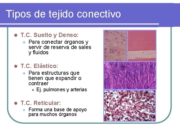 Tipos de tejido conectivo l T. C. Suelto y Denso: l l Para conectar