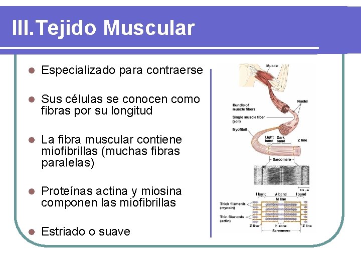 III. Tejido Muscular l Especializado para contraerse l Sus células se conocen como fibras