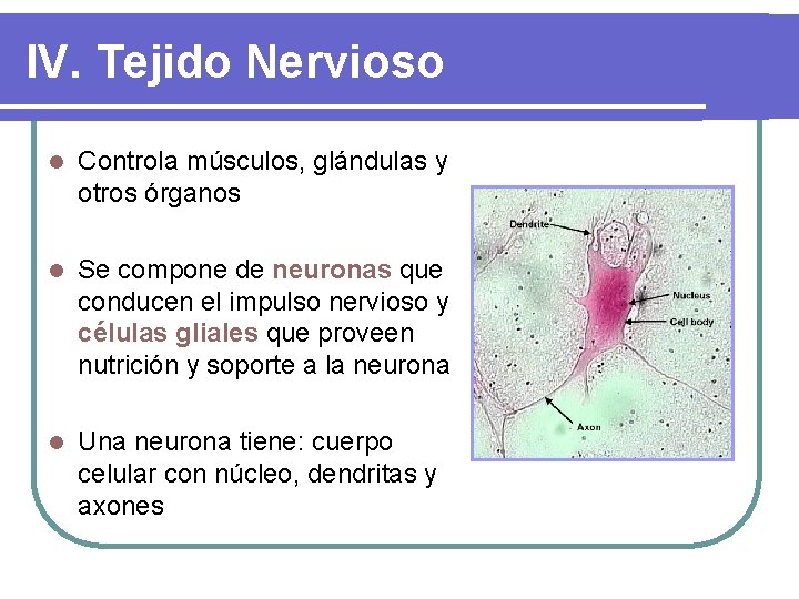 IV. Tejido Nervioso l Controla músculos, glándulas y otros órganos l Se compone de