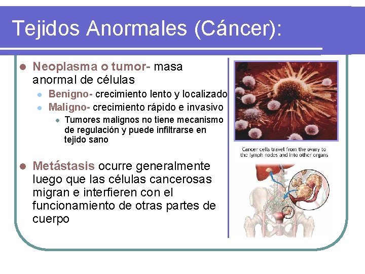 Tejidos Anormales (Cáncer): l Neoplasma o tumor- masa anormal de células l l Benigno-