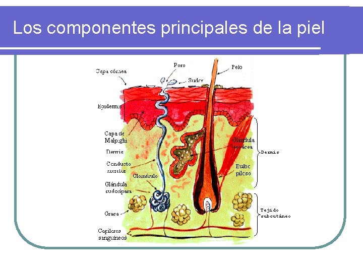 Los componentes principales de la piel Dermis Tejido subcutáneo 