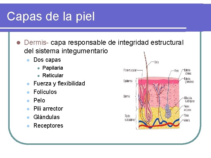 Capas de la piel l Dermis- capa responsable de integridad estructural del sistema integumentario