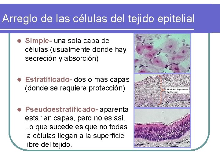 Arreglo de las células del tejido epitelial l Simple- una sola capa de células