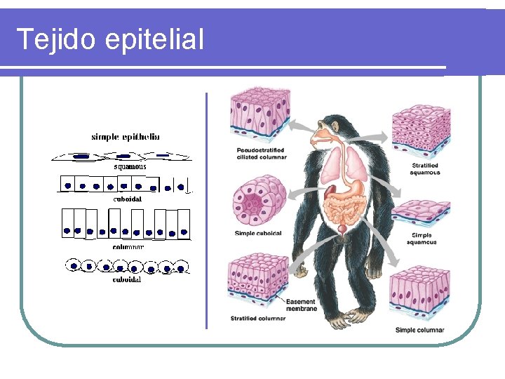 Tejido epitelial 