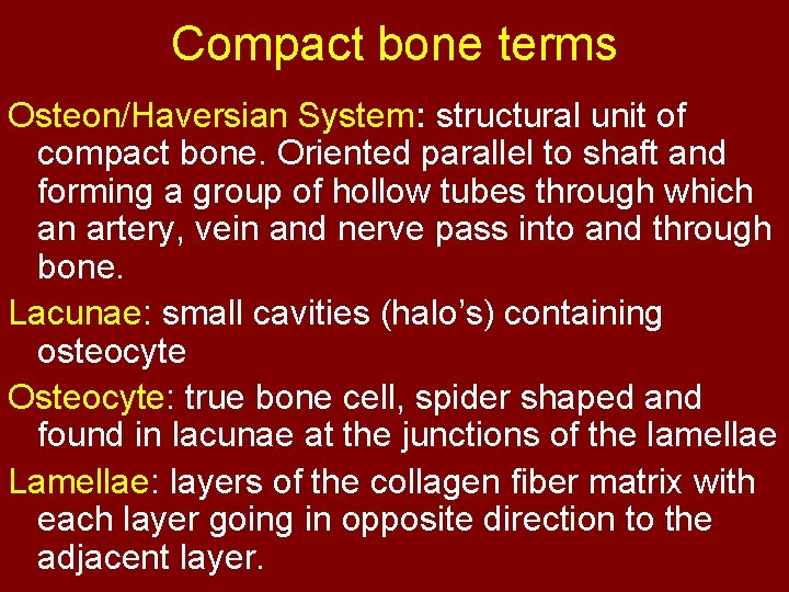 Compact bone terms Osteon/Haversian System: structural unit of compact bone. Oriented parallel to shaft