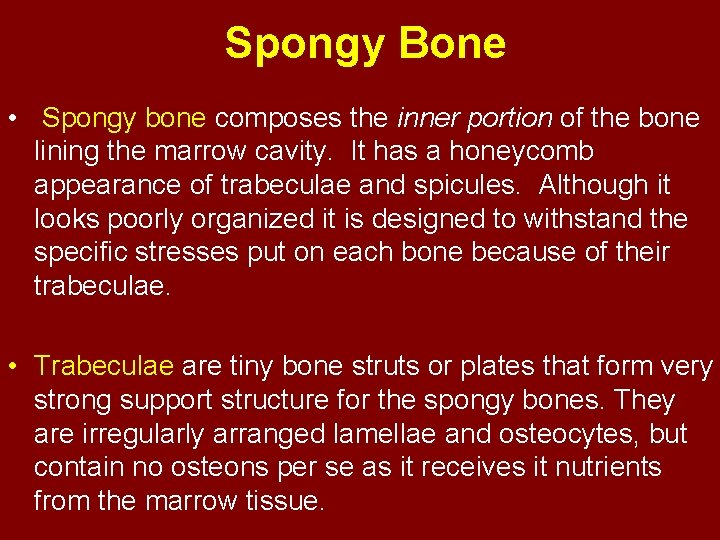 Spongy Bone • Spongy bone composes the inner portion of the bone lining the