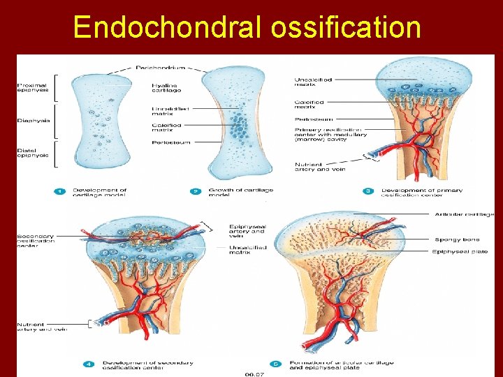 Endochondral ossification 
