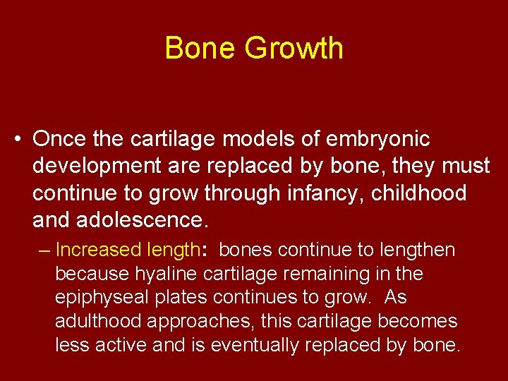 Bone Growth • Once the cartilage models of embryonic development are replaced by bone,