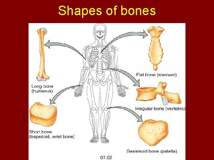 Shapes of bones 