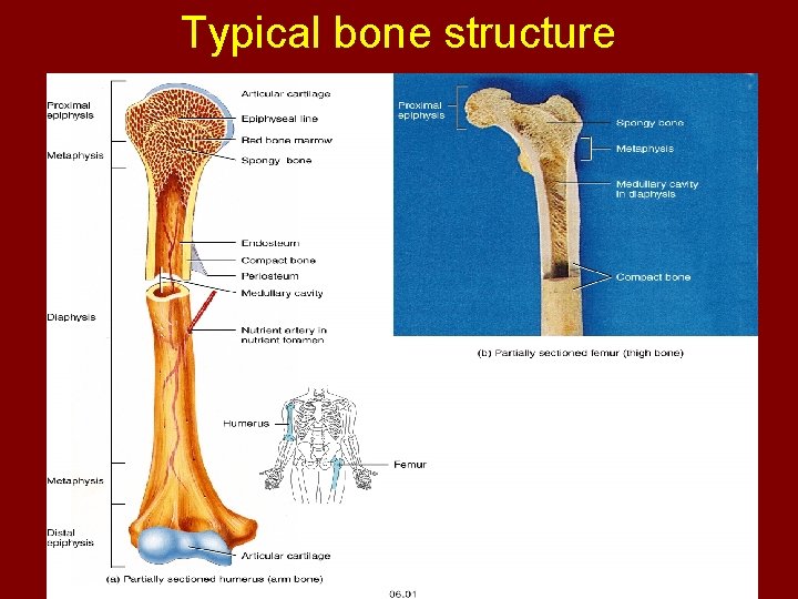 Typical bone structure 