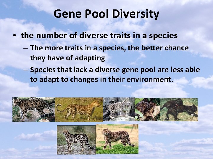Gene Pool Diversity • the number of diverse traits in a species – The