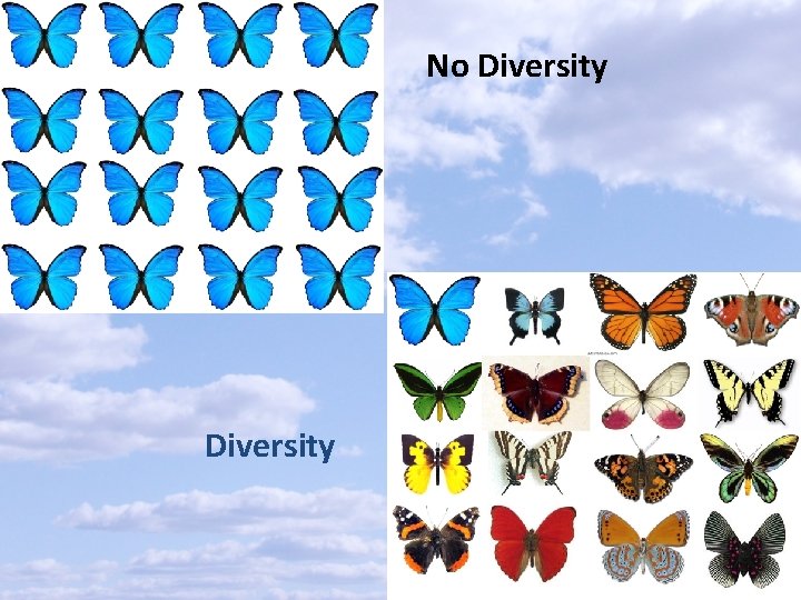 No Diversity 