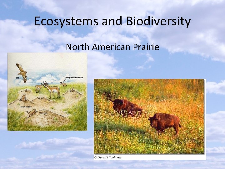 Ecosystems and Biodiversity North American Prairie 