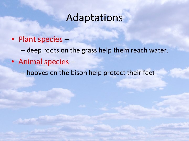 Adaptations • Plant species – – deep roots on the grass help them reach