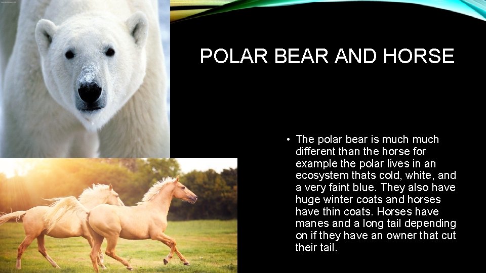 POLAR BEAR AND HORSE • The polar bear is much different than the horse