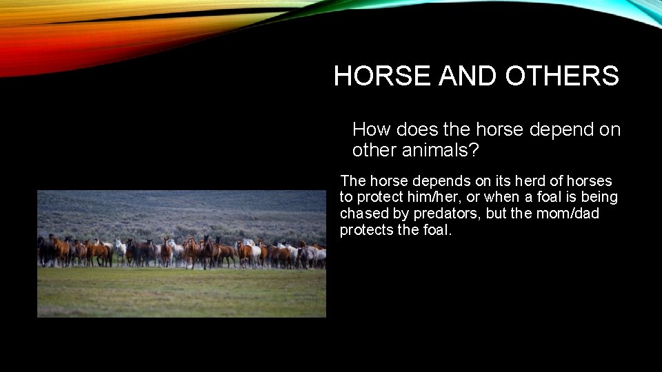 HORSE AND OTHERS How does the horse depend on other animals? The horse depends
