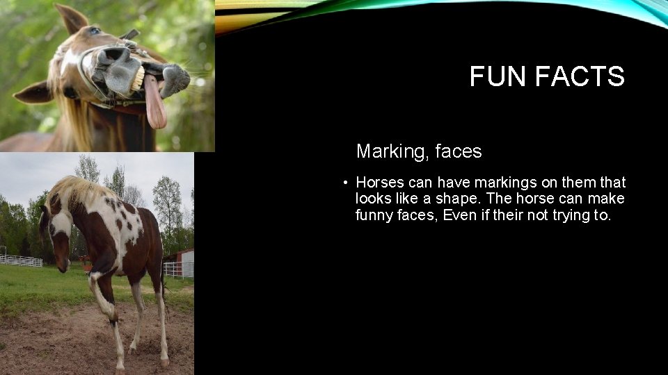 FUN FACTS Marking, faces • Horses can have markings on them that looks like