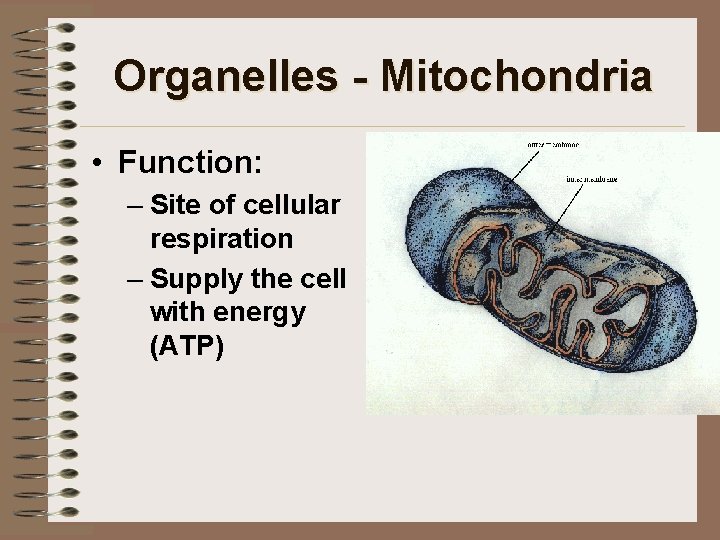 Organelles - Mitochondria • Function: – Site of cellular respiration – Supply the cell