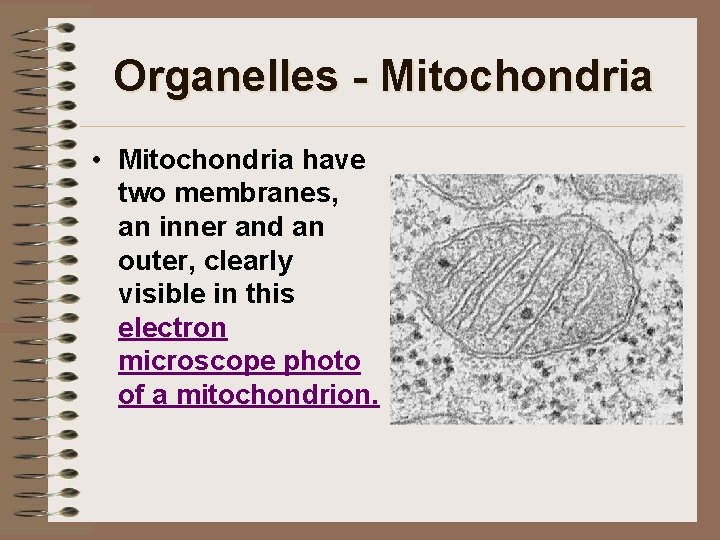 Organelles - Mitochondria • Mitochondria have two membranes, an inner and an outer, clearly