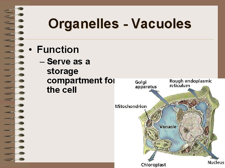 Organelles - Vacuoles • Function – Serve as a storage compartment for the cell