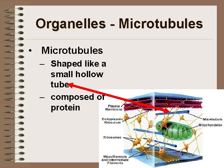 Organelles - Microtubules • Microtubules – Shaped like a small hollow tube – composed