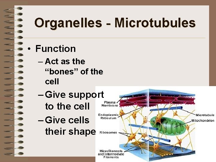 Organelles - Microtubules • Function – Act as the “bones” of the cell –