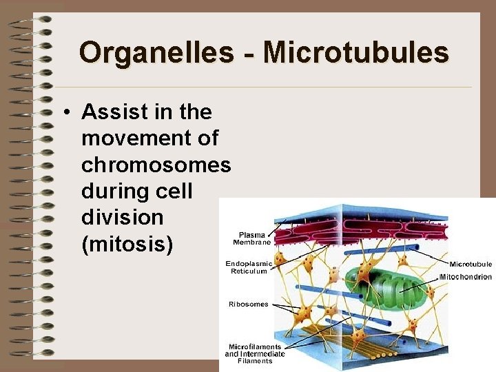 Organelles - Microtubules • Assist in the movement of chromosomes during cell division (mitosis)