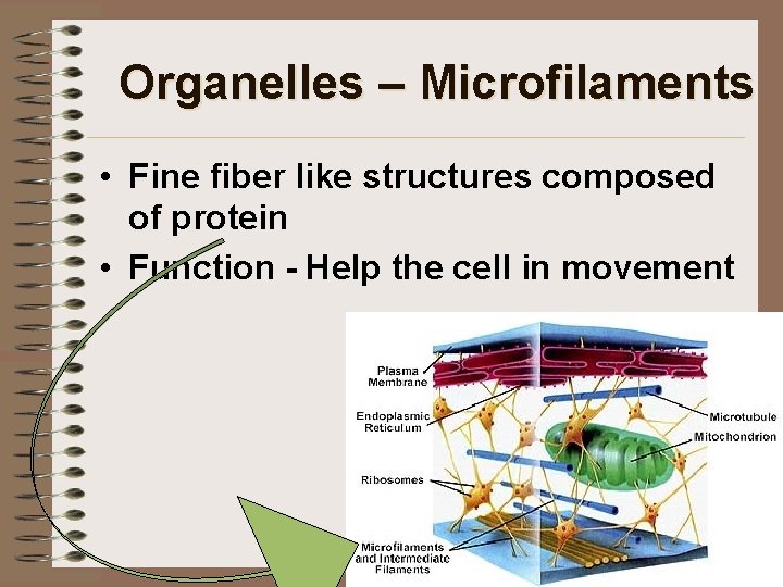 Organelles – Microfilaments • Fine fiber like structures composed of protein • Function -