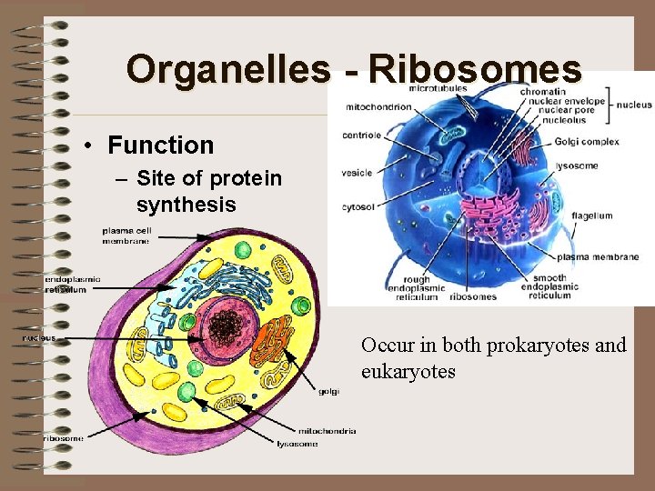 Organelles - Ribosomes • Function – Site of protein synthesis Occur in both prokaryotes