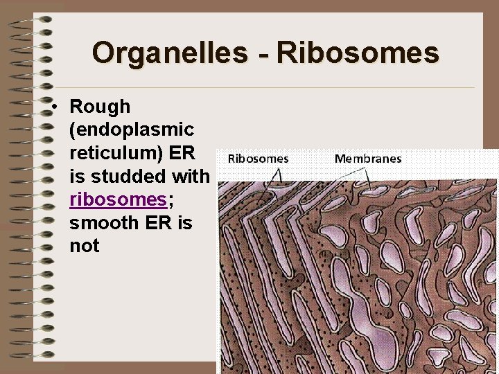 Organelles - Ribosomes • Rough (endoplasmic reticulum) ER is studded with ribosomes; smooth ER