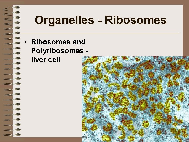 Organelles - Ribosomes • Ribosomes and Polyribosomes liver cell 