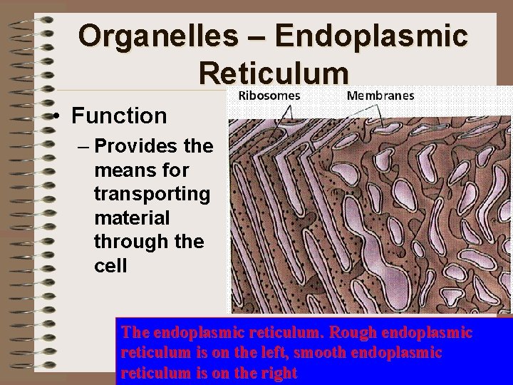 Organelles – Endoplasmic Reticulum • Function – Provides the means for transporting material through