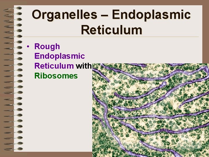 Organelles – Endoplasmic Reticulum • Rough Endoplasmic Reticulum with Ribosomes 